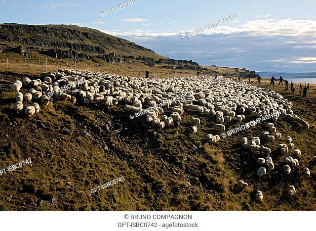 THE BIG ROUND-UP OF HERDS OF SHEEP RETTIR IN ICELANDIC, AN ICELANDIC TRADITION THAT CONSISTS OF BRINGING BACK THE SHEEP THAT HAD BEEN IN MOUNTAIN PASTURE IN...