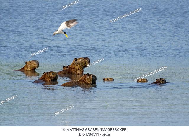 Capybaras (Hydrochoerus hydrochaeris), group in water with Large-billed tern (Phaetusa simplex), Pantanal, Mato Grosso do Sul, Brazil