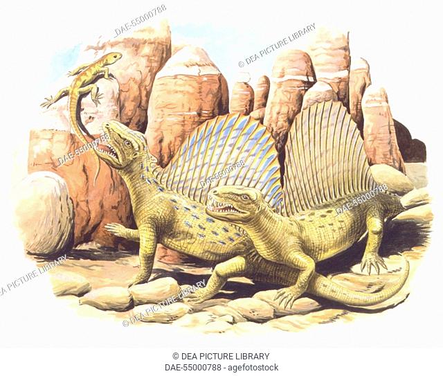 Palaeozoology - Permian period - Fossil reptiles - Dimetrodon - Art work by Chris Turnball