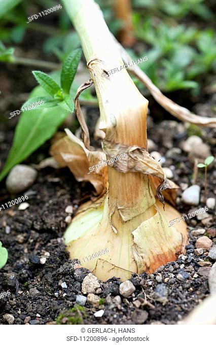 An onion growing in the ground