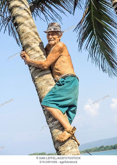 Old man climbing palm tree. Baracoa,  Cuba