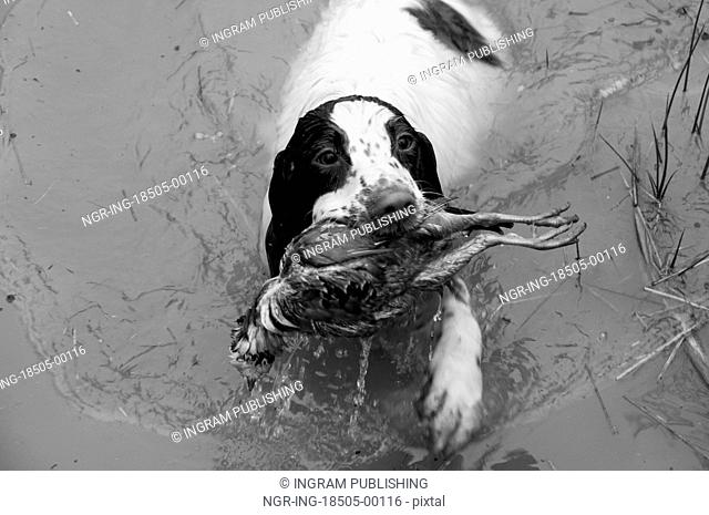 Spaniel retrieving partridge from water in black and white