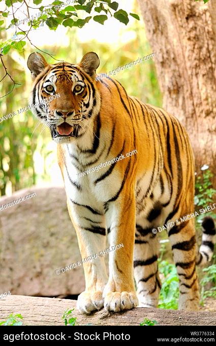 Standing Siberian Tiger (Panthera tigris altaica)