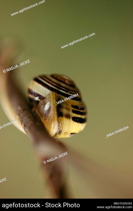 Snail in house on branch, detail