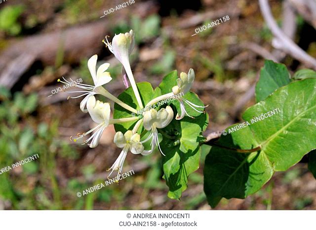 Lonicera caprifolium, Perfoliate Honeysuckle