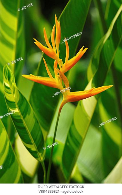 Nicky Spike (Heliconia x nickeriensis) is a heliconia native to Central and South America as well as the Caribbean and islands of the South Pacific
