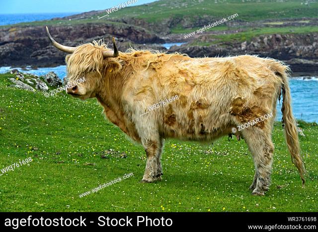 Kuh, Schottisches Hochlandrind, Highland Cattle oder Kyloe, auf der Weide, Schottland, Großbritannien / Cow, Scottish Highland Cattle or Kyloe, on a pasture