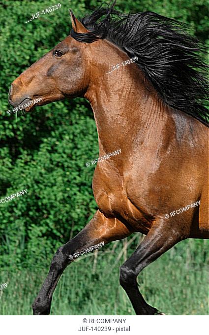 lusitano horse - portrait
