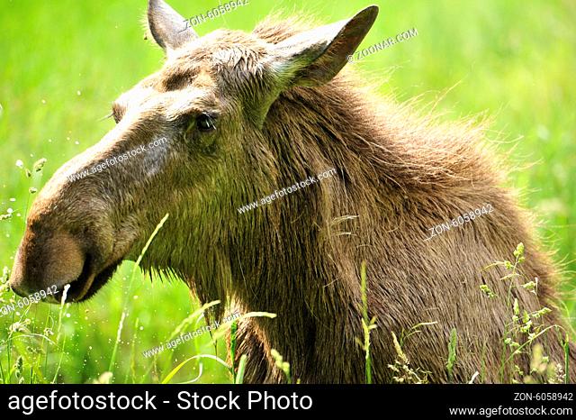 Eurasian elk (Europe)