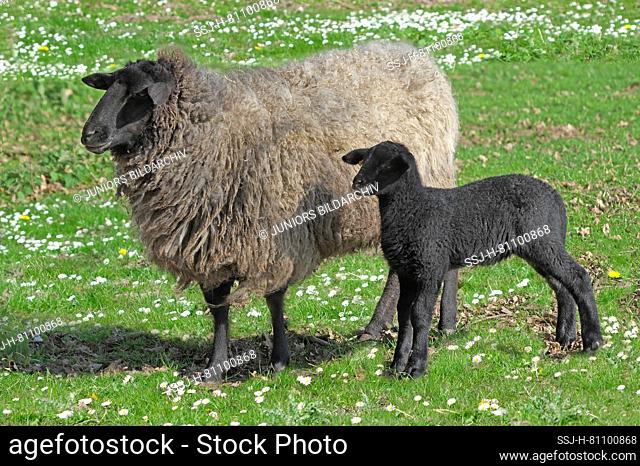 Pomeranian Coarsewool Sheep. Ewe and lamb standing on a pasture in spring. Germany