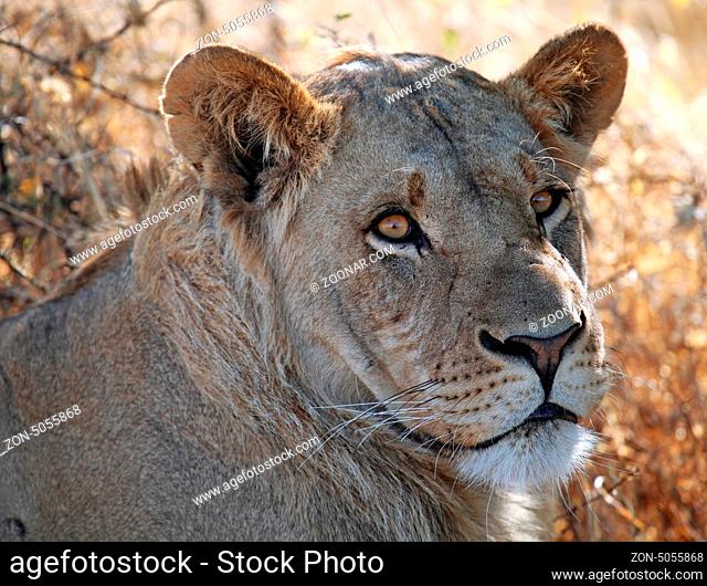 Löwe im Central Kalahari Game Reserve, Botswana; panthera leo; Lion in Central Kalahari Game Reserve, Botsuana