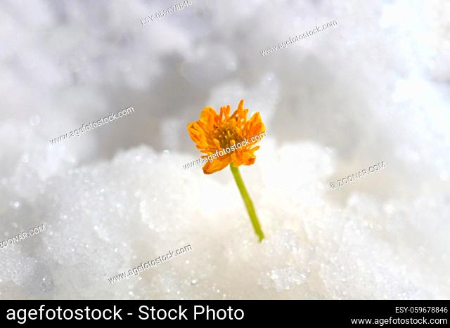 Flower or young green leaf appeared in cold snow. World of wonder, impossible fantasy or expanding boundaries of human possibility (concept of miracle, paradox)
