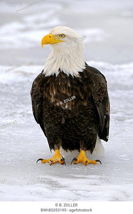 American bald eagle (Haliaeetus leucocephalus), resting eagle on ice floe, USA, Alaska