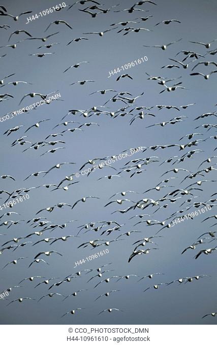 snow geese, Chen caerulescens, flock, water, spring, migrate, migration, avian, aver, bird, birds, geese, Klamath, National Wildlife Refuge, Oregon, OR, USA