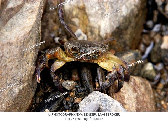 Italian Freshwater Crab (Potamon fluviatilis), northern Greece, Europe