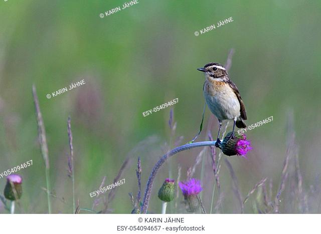 Female Whinchat on a maeadow in spring