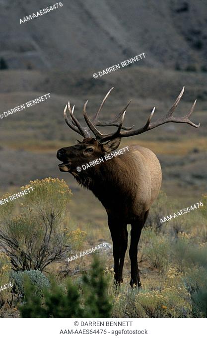 Elk Bull bugling in sagebrush (Cervus elaphus) Yellowstone NP, Wyoming