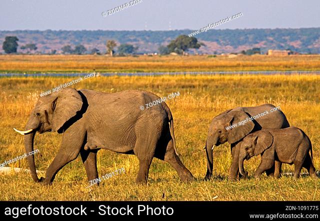 Afrikanische Elefanten (Loxodonta africana) mit Nachwuchs am Chobe-Fluss, Botswana