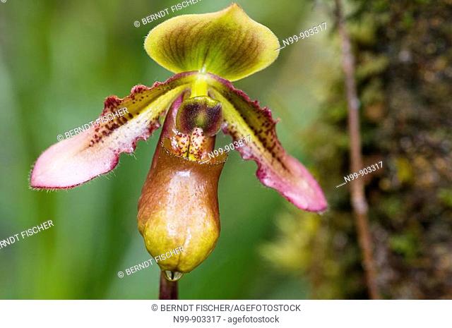 Paphiopedilum hookraei var  volanteanum orchid cloud forest Kinabalu National Park Sabah Borneo Malaysia