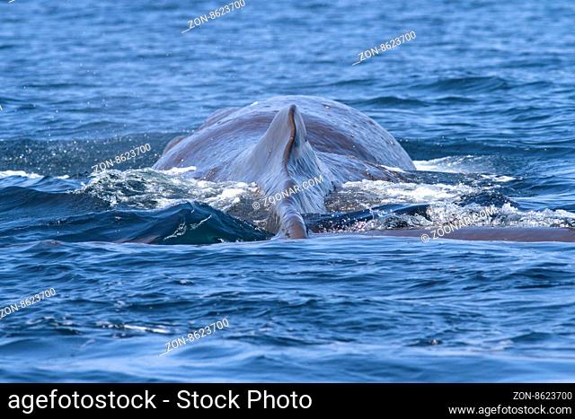 back and dorsal fin of a sperm whale before a dive