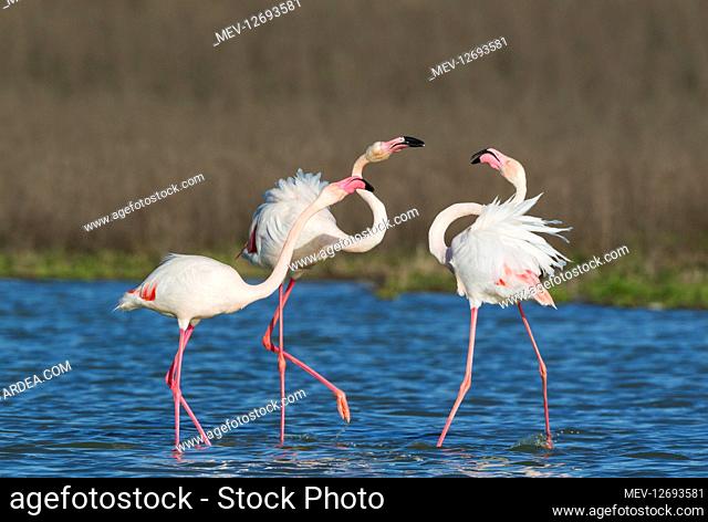 Greater Flamingo - a pair on the left quarrels with a solitary male - at the Laguna de Fuente de Piedra near the town of Antequera - this is the largest natural...