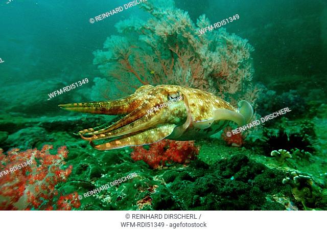 Cuttlefish, Sepia pharaonis, Indian ocean Andaman sea, Burma Myanmar Birma