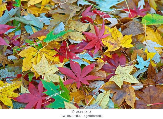 maple leaves of different species on the ground