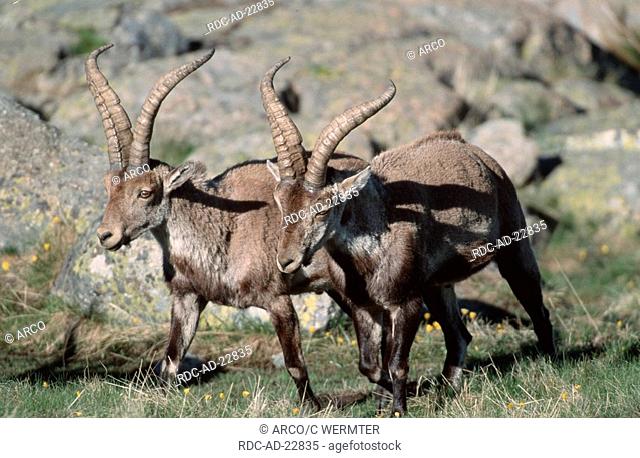 Spanish Ibex males Sierra de Gredos Spain Capra pyrenaica victoriae