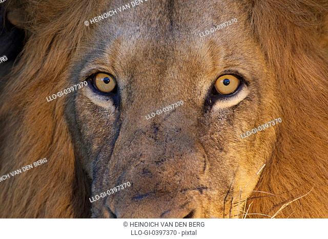 A close up of a Lions eyes looking directly at the camera, Kapama Private Game Reserve, Hoedspruit, Mpumalanga, South Africa