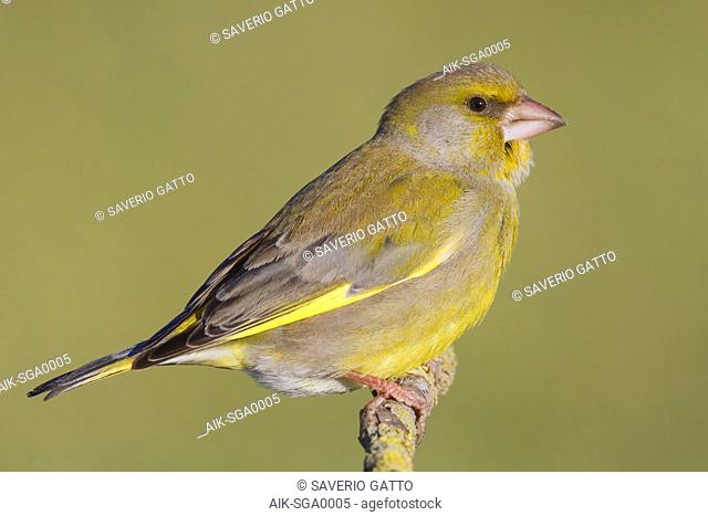 European Greenfinch, Male perched on a branch, Campania, Italy (Carduelis chloris)
