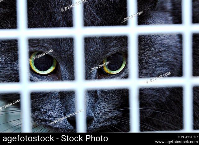 Black female cat behind cage door watch grimly