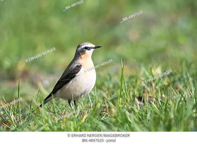 Northern wheatear (Oenanthe oenanthe) stands in grass, Emsland, Lower Saxony, Germany