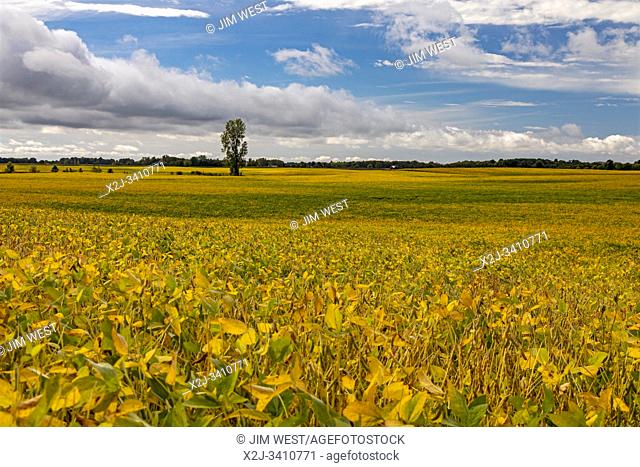 North Manchester, Indiana - A soybean field in early autumn