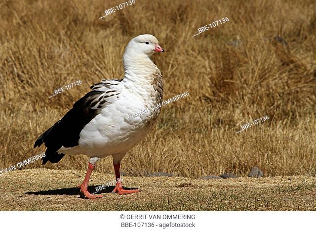 An Andes Goose in field