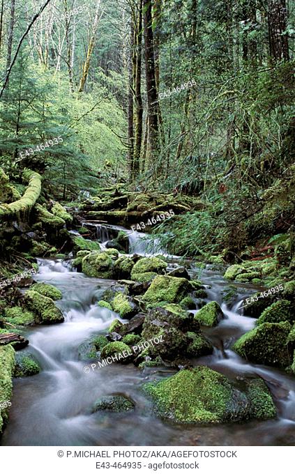 Stream, cascading through forest in USA with mossy rocks