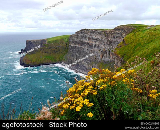 Panoramic view of Cliffs of Moher, Ireland with yellow wild flowers. Copy space. High quality photo