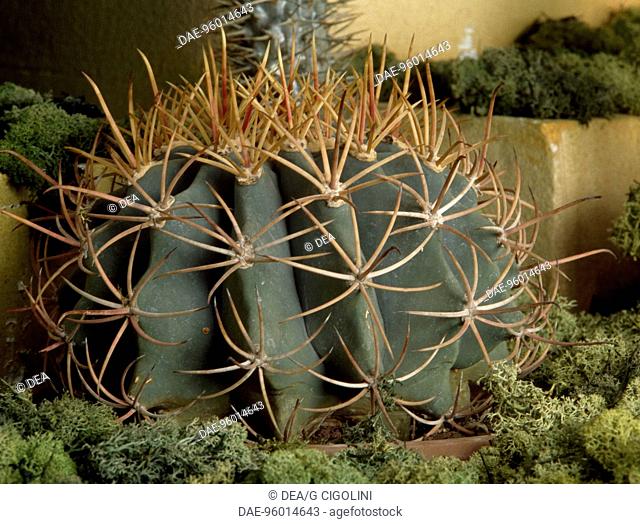 Emory's barrel cactus (Ferocactus emoryi), Cactaceae