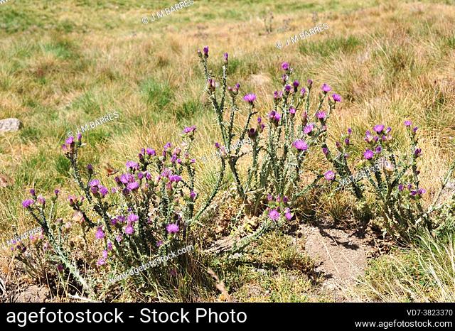 Plumeless thistle (Carduus acanthoides) is a biennial plant native to Europe. This photo was taken in Gredos, Avila, Castilla y Leon, Spain