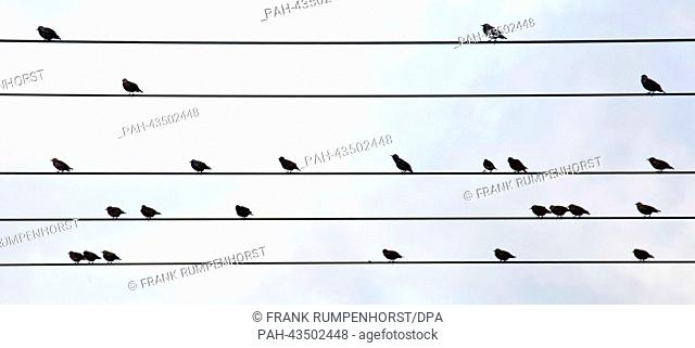 Wie auf Notenlinien sitzen am 15.10.2013 am Rande von Kloppenheim (Hessen) Stare auf Leitungen, die über einem Feld verlaufen