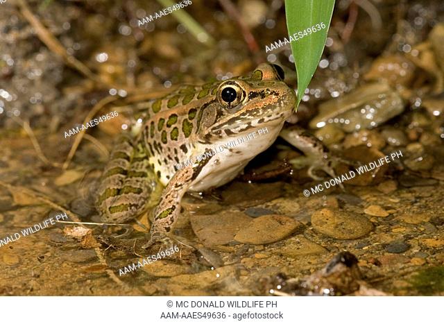 Pickerel Frog portrait (Rana palustris) Central PA, USA