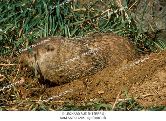 Woodchuck Pushing Dirt Out of Its Burrow