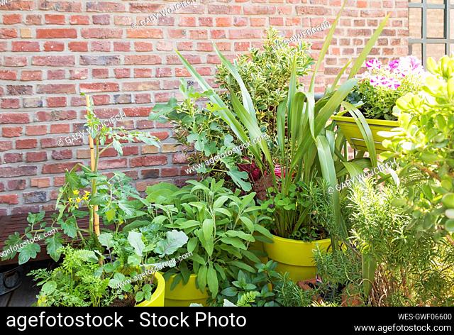 Green plants growing in vegetable garden on balcony
