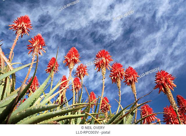 Low angle view of a Krans Aloe Aloe arborescens in bloom. Grahamstown, Eastern Cape Province, South Africa