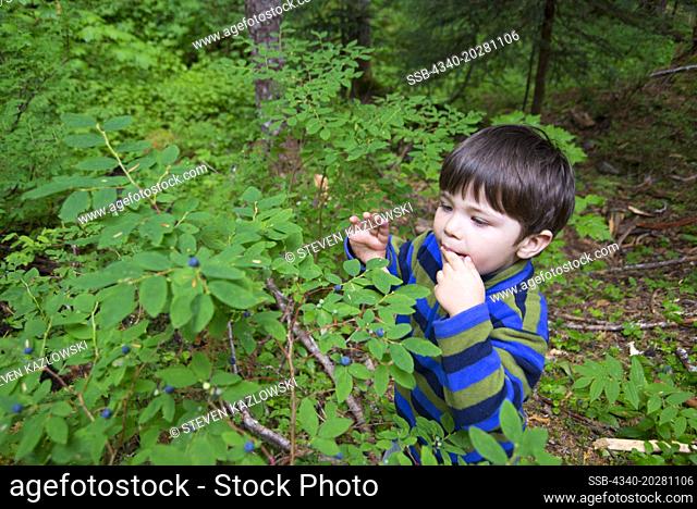 Toddler boy feasts on wild blueberries along the Sol Duc River Trail in summer, Olympic National Park, Olympic Peninsula, Washington