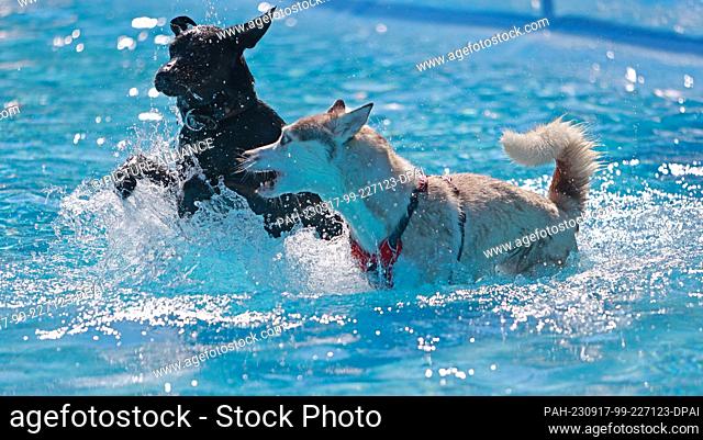 17 September 2023, Saxony-Anhalt, Magdeburg: Two dogs play in the water at the Carl Miller pool. The association Pfotenfreunde Deutschland e. V