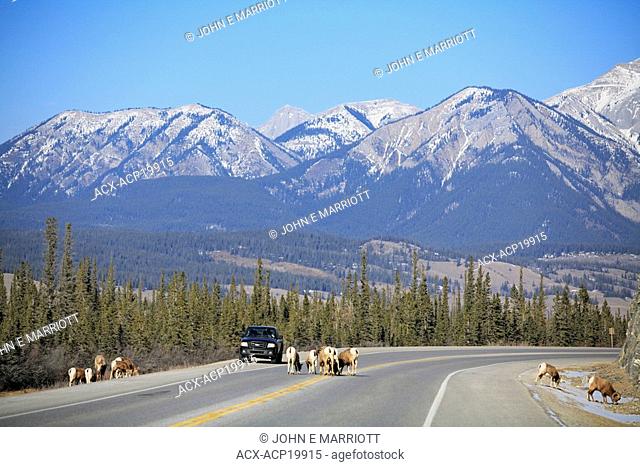 Bighorn sheep on roadside of Yellowhead Highway between Jasper and Edmonton in Alberta, Canada