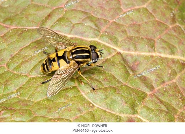 Close up of hoverfly Helophilus hybridus resting on leaf in a Norfolk wood in summer