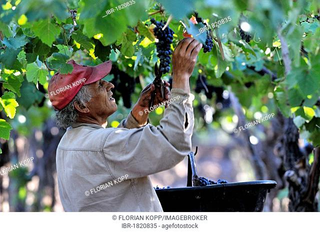 Picker during the vintage of Syrah grapes on the Carinae vineyard in Maipu, Mendoza Province, Argentina, South America