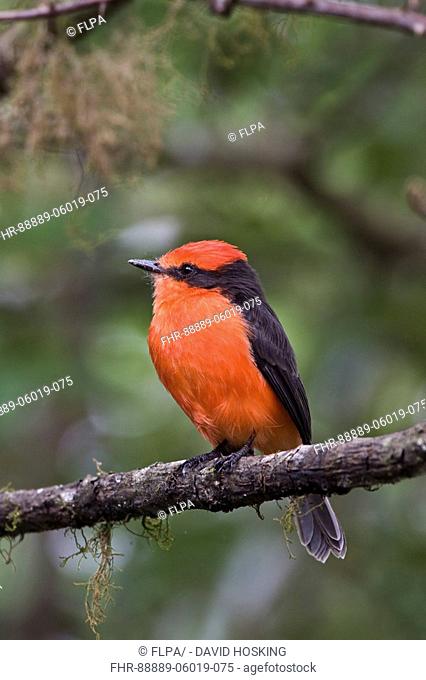 Vermilion Flycatcher - Male , Galapagos