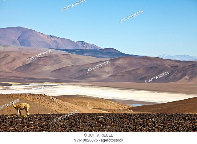 Vicuña at Salar de Cauchari, Salta Province, Argentina, South America